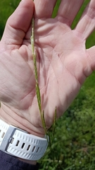 Amphibromus nervosus