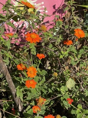 Tithonia rotundifolia