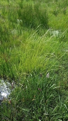 Amphibromus nervosus