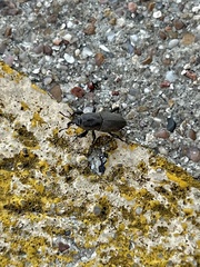 Sphenophorus coesifrons