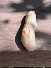 Triboniophorus graeffei