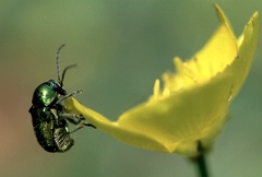 Cryptocephalus sericeus