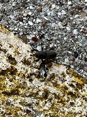 Sphenophorus coesifrons