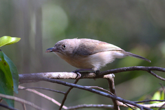 Newtonia brunneicauda