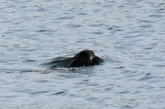 Dermochelys coriacea
