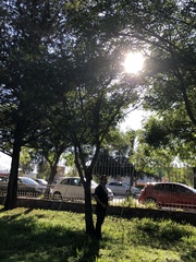 Ficus cotinifolia