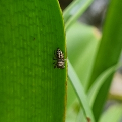 Dendryphantes