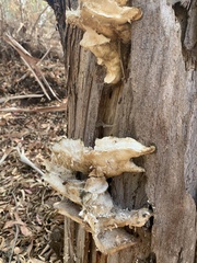 Laetiporus conifericola