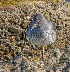 Calidris ptilocnemis