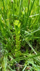 Epilobium billardiereanum