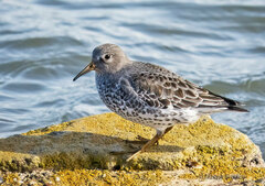 Calidris ptilocnemis
