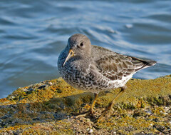 Calidris ptilocnemis