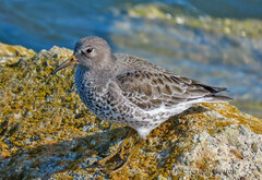 Calidris ptilocnemis