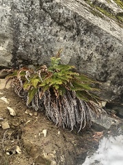 Polystichum imbricans imbricans