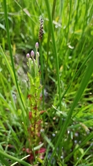 Epilobium billardiereanum