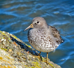 Calidris ptilocnemis
