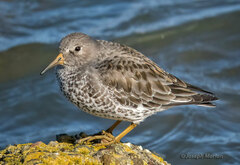 Calidris ptilocnemis