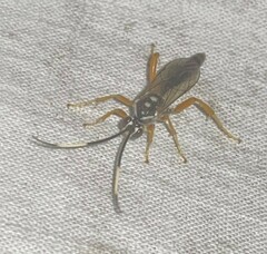 Cratichneumon w-album