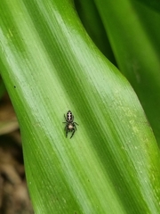 Dendryphantes