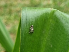Dendryphantes