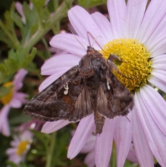 Autographa precationis