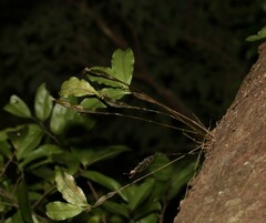 Dendrobium tetragonum