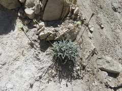 Chaenactis santolinoides