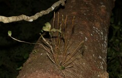 Dendrobium tetragonum