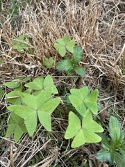 Oxalis intermedia