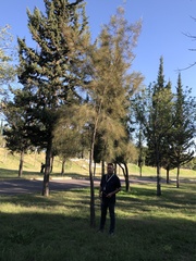 Casuarina equisetifolia