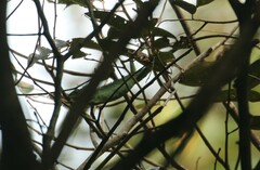 Bronchocela jubata