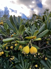 Pittosporum