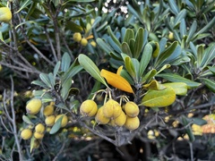 Pittosporum
