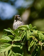 Catamenia analis