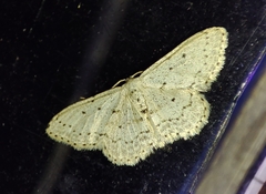 Idaea minuscularia