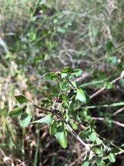 Chenopodium robertianum