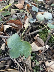 Ranunculus recurvatus