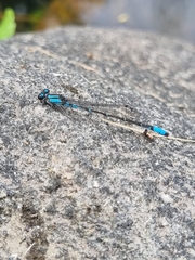 Acanthagrion lancea