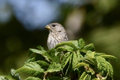 Catamenia analis