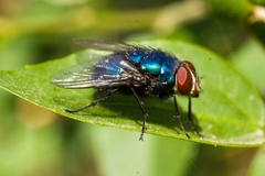 Lucilia eximia