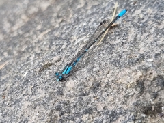 Acanthagrion lancea