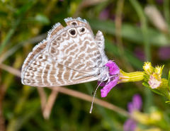 Leptotes marina