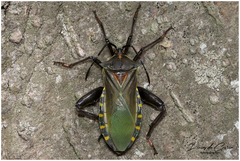 Pachylis argentinus
