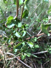 Chenopodium robertianum