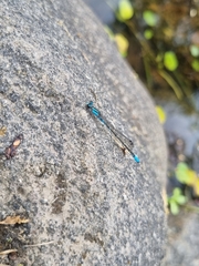 Acanthagrion lancea