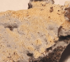 Neoantrodia serialis