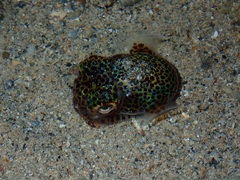 Euprymna