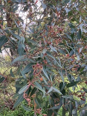 Eucalyptus camaldulensis