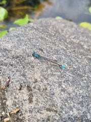 Acanthagrion lancea