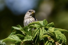 Catamenia analis